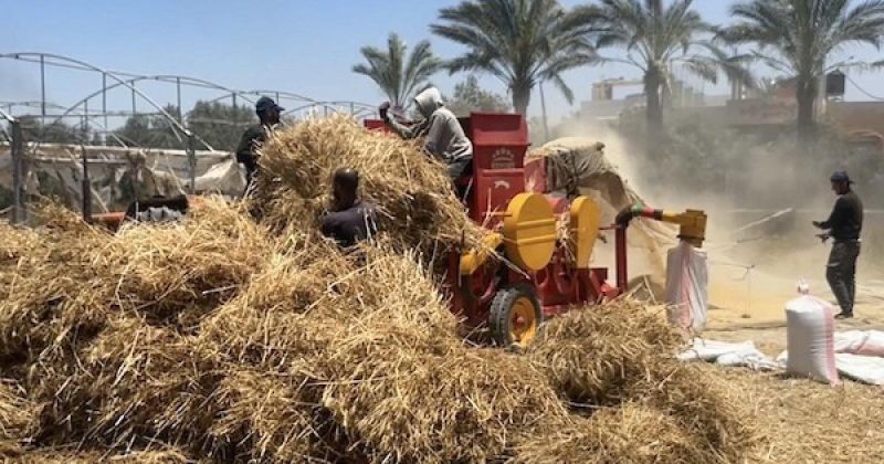 حصاد حقول القمح قرب "الخط الأصفر" شرق مدينة الزوايدة