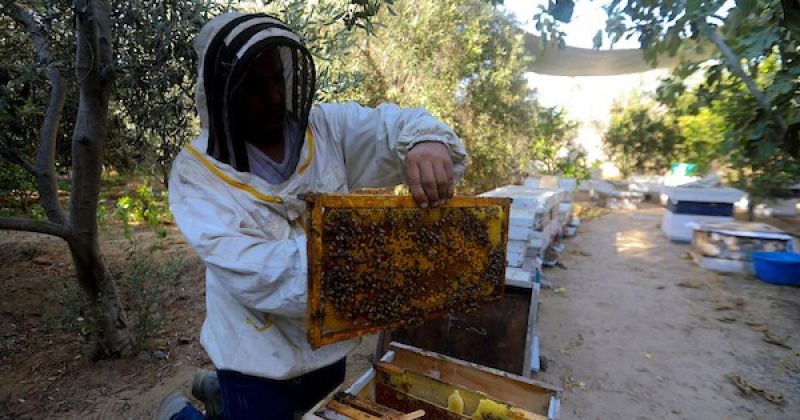 من بين الركام.. نحال فلسطيني يعيد بناء مصدر رزقه في غزة
