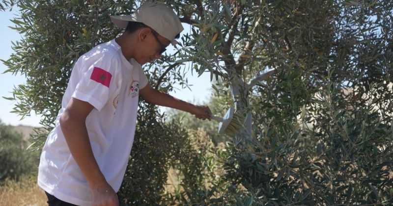 بدعم من "بيت مال القدس": "المدارس الصيفية" تحتفي بشجرة الزيتون الفلسطينية
