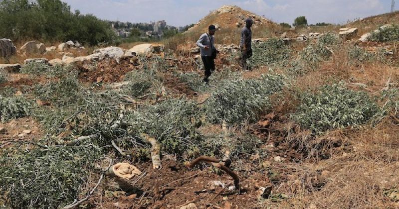 أشجار الزيتون اقتلعتها جرافات الجيش الإسرائيلي في قرية ماداما جنوب نابلس