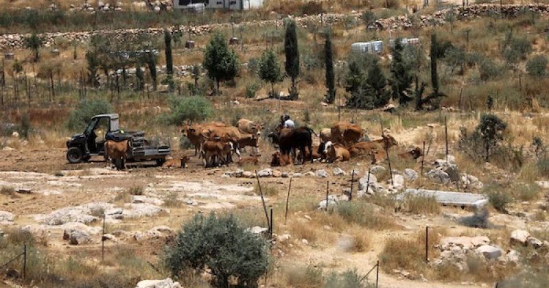 بالأوامر العسكرية والبؤر والميزانيات.. الاحتلال يسرّع الضم الفعلي ويوسع مناطق نفوذ المستوطنات في الضفة