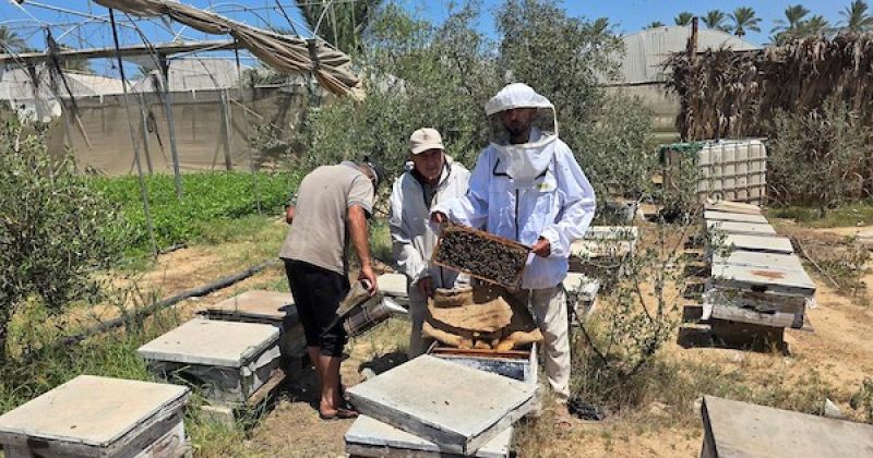 بعد تدمير منحله.. نحّال فلسطيني يعيد بناء مهنته من بين ركام خان يونس