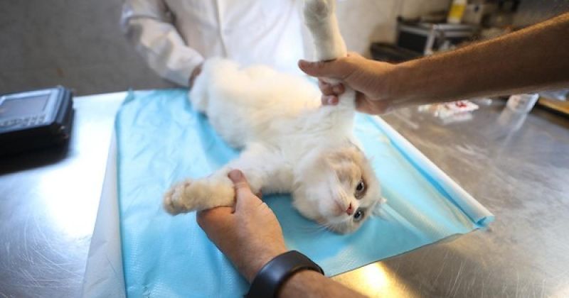 رعاية بيطرية تحت وطأة الحرب.. طبيب في النصيرات يواجه نقص الدواء والإمدادات