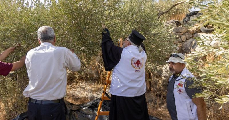 وكالة بيت مال القدس الشريف تواصل دعم قاطفي الزيتون ضمن حملة "عونة 2026"