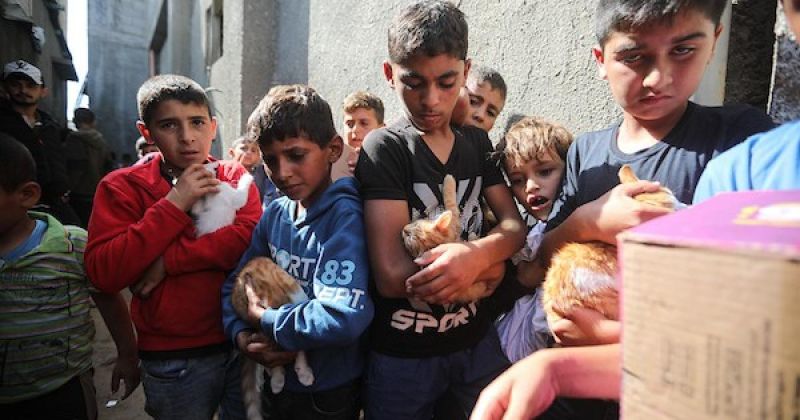 وسط الجوع ونقص الدواء في غزة.. فلسطيني من مخيم النصيرات يطعم الحيوانات الضالة ويعالجها مجانًا
