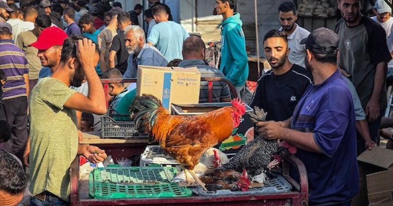 مربّو الطيور والدواجن في سوق أسبوعي بمواصي خان يونس