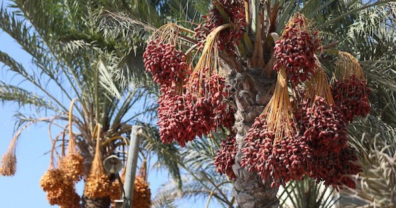 موسم حصاد البلح يعود إلى دير البلح رغم آثار الحرب