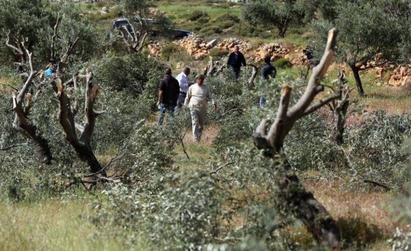 مستوطنون يدمرون محاصيل زراعية جنوبي جنين