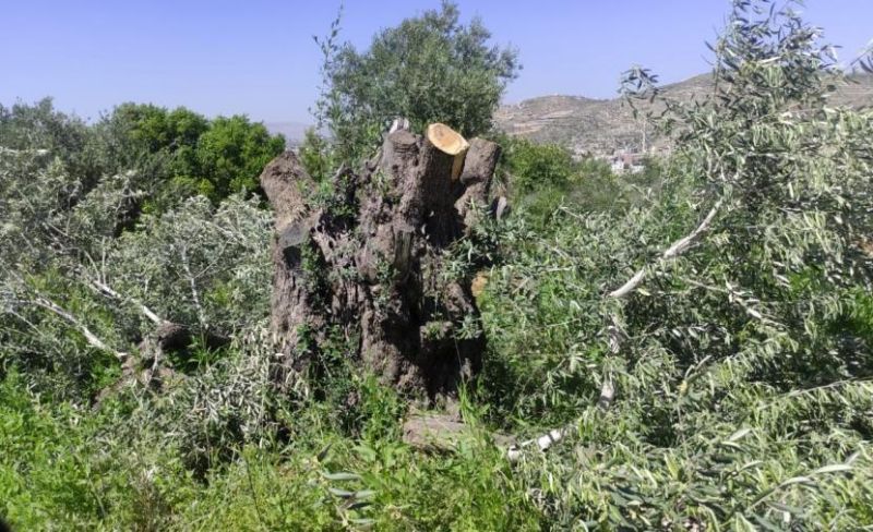 الاحتلال يقتلع أشجار الزيتون في اللبن الشرقية بنابلس