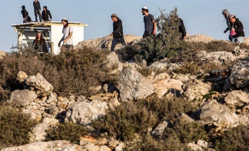 مستوطنون يرعون أبقارهم بأراضي مخماس شمال القدس