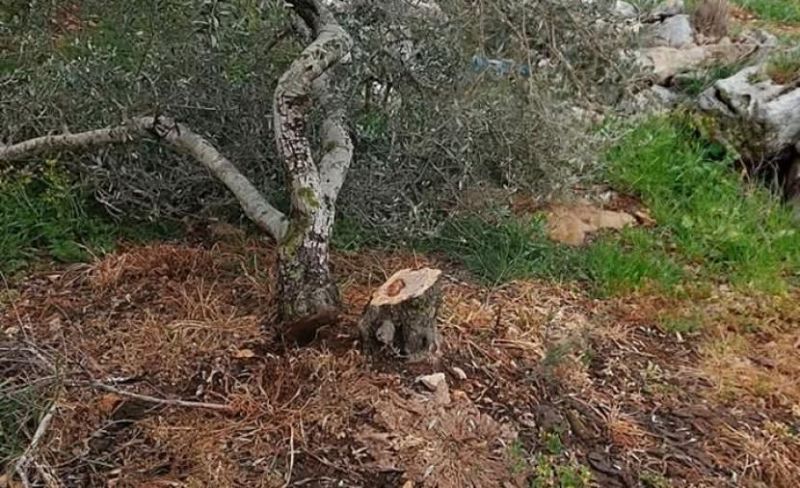 مستوطنون يتلفون أشجار زيتون شرقي رام الله
