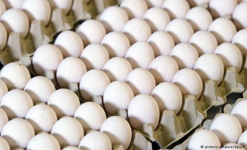 أبرزها البيض والفاكهة.. ما سبب تراجع سلع البروتين في أسواق غزة؟