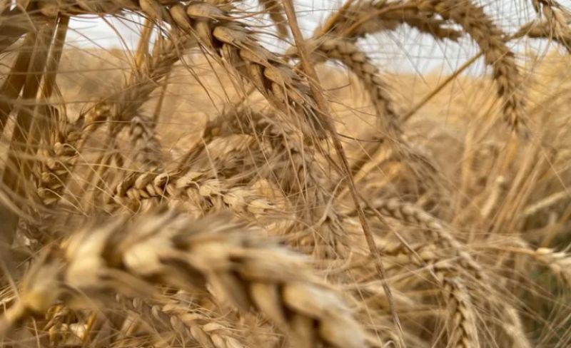 انخفاض أسعار القمح عقب إعلان هدنة إيران