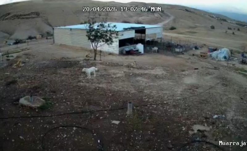 مستوطنون يقتحمون منطقة عرب الكعابنة غرب العوجا ويتجولون  بين المنازل