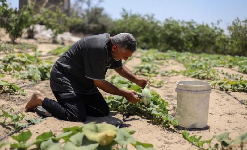 مزارعو غزة يتشبثون بأراضيهم رُغم المخاطر وغياب أي حلول