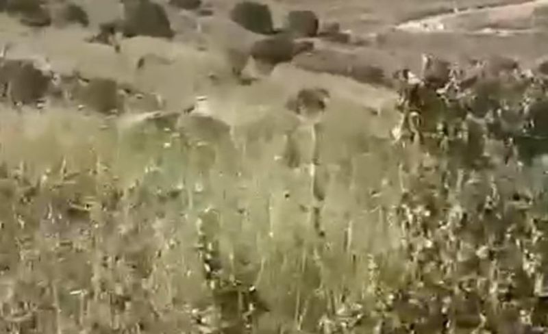الاحتلال يواصل عمليات التجريف في خربة سروج غرب جنين