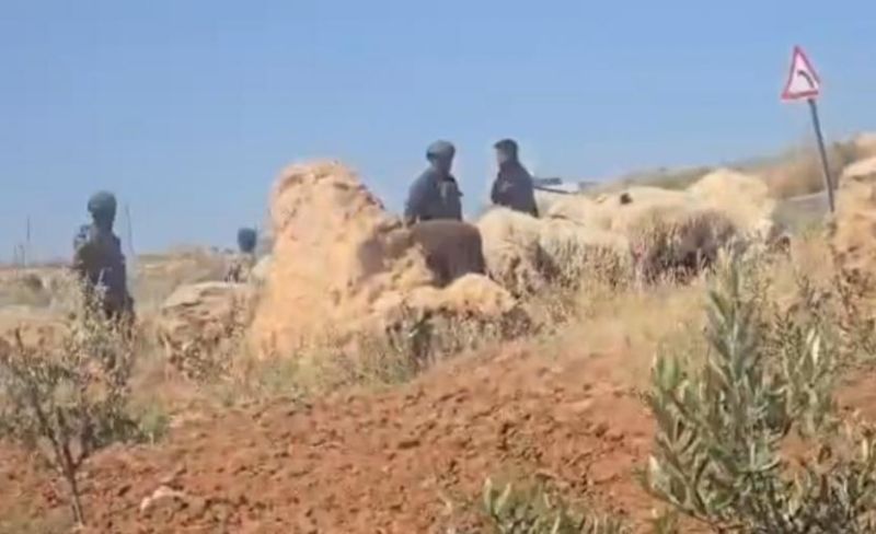 الاحتلال يطرد رعاة الأغنام من أراضيهم بمسافر يطا بالخليل