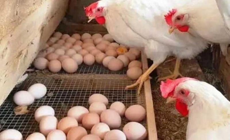 أسعار الفراخ والبيض اليوم الأحد 24 مايو