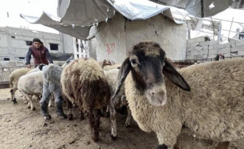 التنمية بغزة تؤكد تنظيم توزيع المساعدات والأضاحي للأسر الأكثر احتياجًا