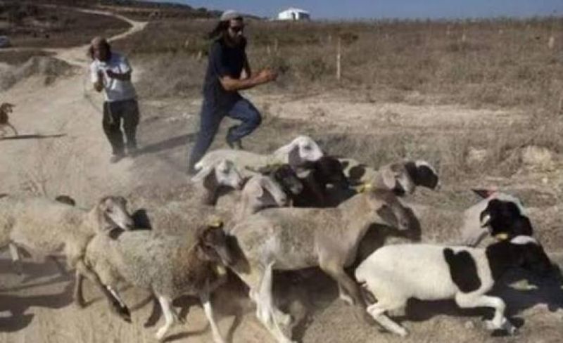 اقتلاع أشجار ومهاجمة مناطق رعوية.. المستوطنون يواصلون هجماتهم بالضفة