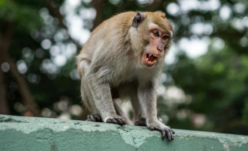 قرد ينهش امرأة حتى الموت في جنوب روسيا