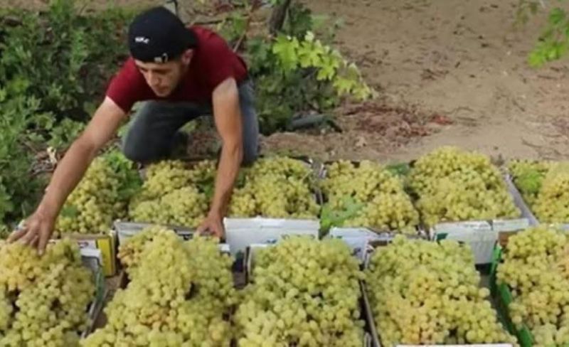تدمير 5824 دونماً وتراجع الإنتاج لـ 500 طن.. خسائر فادحة تهدد زراعة العنب في غزة