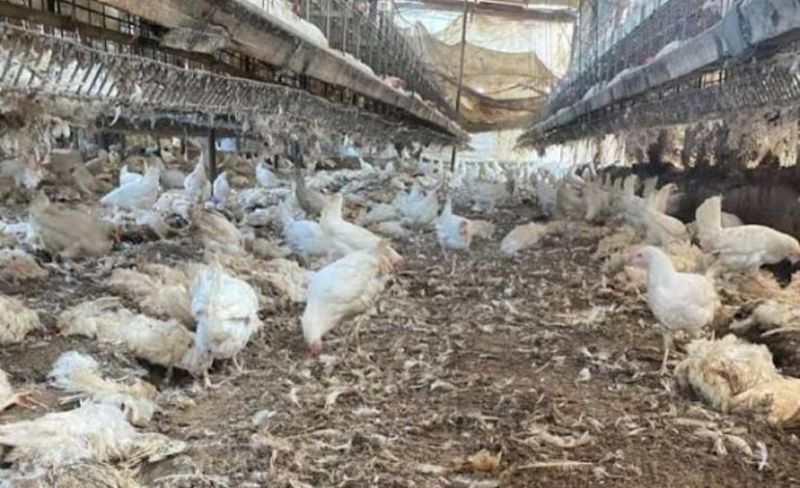 الزراعة بغزة: حرب الإبادة خلّفت دمارًا غير مسبوق في قطاع الدواجن