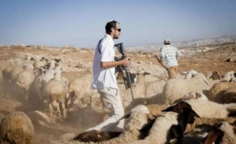 مستوطنون يقتحمون أطراف قرية برقا ويرعون أغنامهم