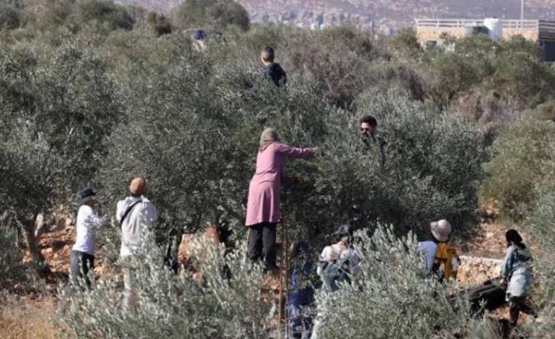 المستوطنون يواصلون اعتداءاتهم على أشجار الزيتون وقاطفي ثمارها بالضفة