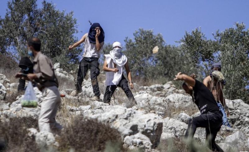 حاخام  متطرف يصدر فتوى بتحليل سرقة الزيتون الفلسطيني