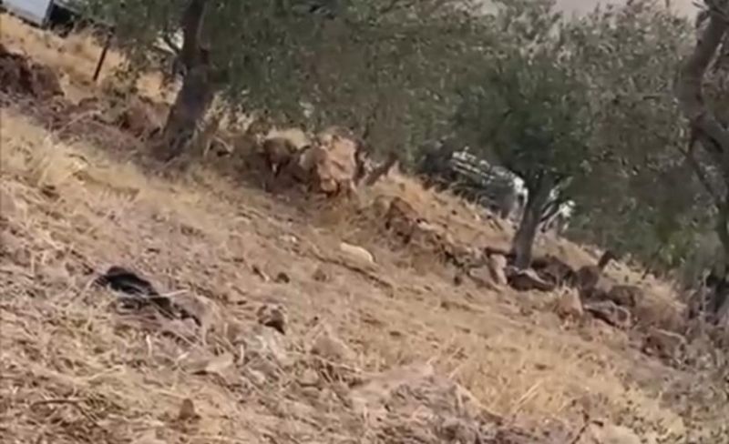 الاحتلال يطرد مزارعين من أراضيهم شرق نابلس ويُهدد بمصادرة الزيتون