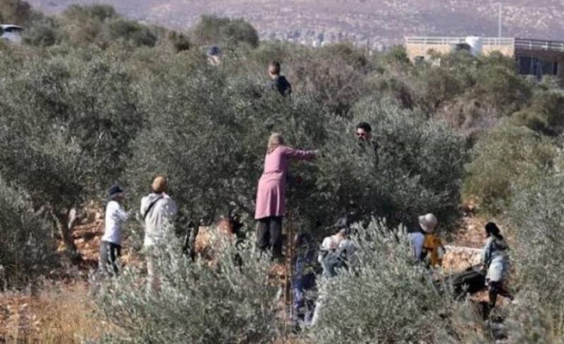 اعتداء على عاملين وقاطفي الزيتون بتصاعد إرهاب المستوطنين بالضفة