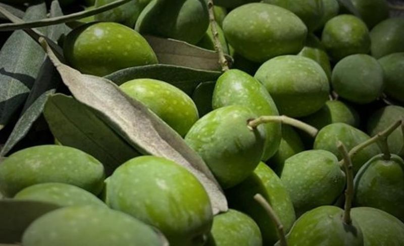 مواعيد قطف الزيتون وتشغيل المعاصر للموسم الحالي