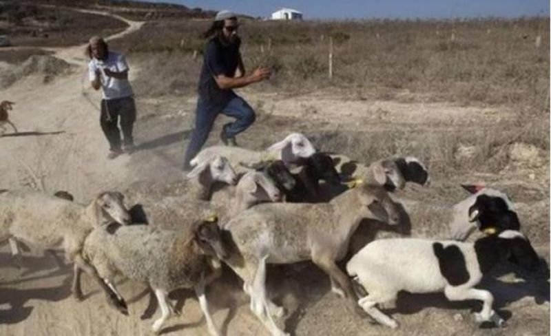مستوطنون يطاردون رعاة الماشية بالأغوار الشمالية
