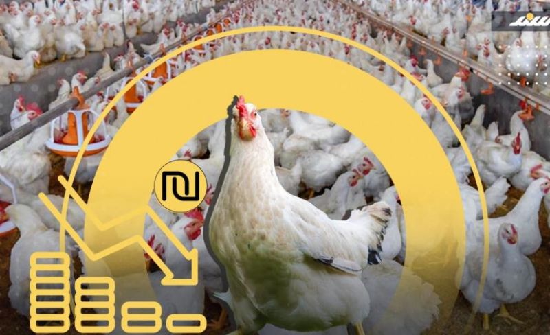 أزمة الدواجن بالضفة.. هذه أسبابها وموعد انتهائها
