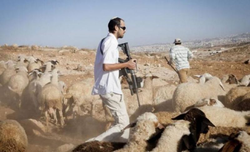 مستوطنون يُلحقون أضرارًا بأراضٍ زراعية جنوب بيت لحم