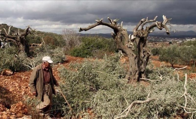 مستوطنون يحطمون أشجار زيتون شرق بيت لحم