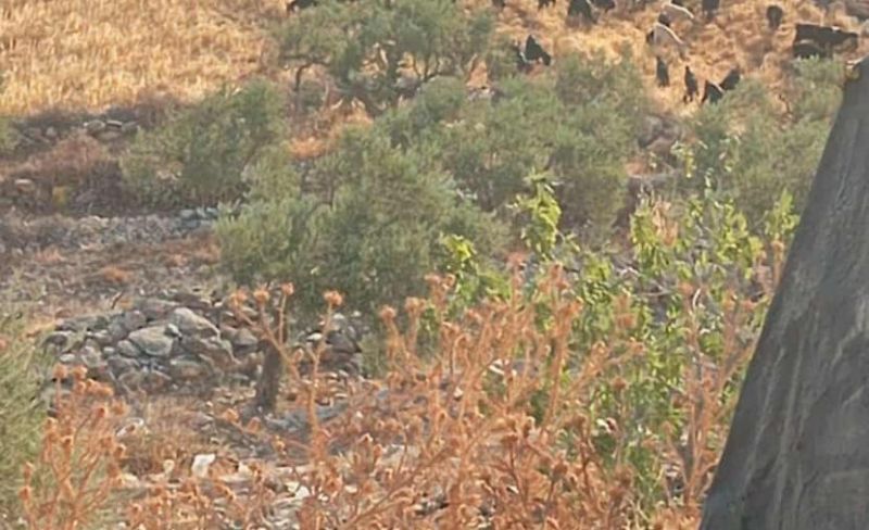 مستوطنون يمنعون الرعاة من رعي مواشيهم بالأغوار