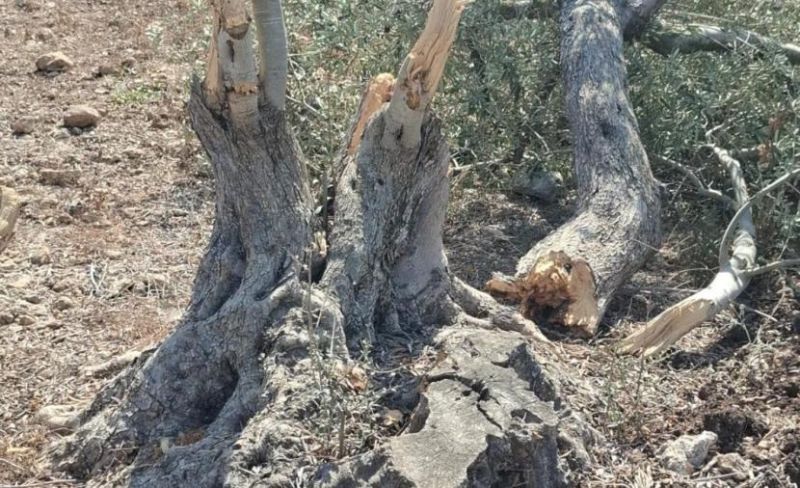 مستوطنون يقطعون أشجارا ويهاجمون رعاةً جنوب الخليل