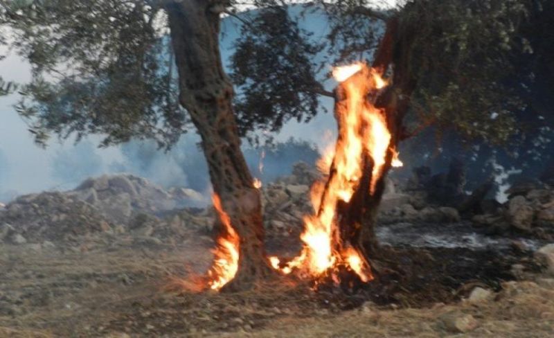 الاحتلال يحرق عشرات أشجار الزيتون غرب رام الله