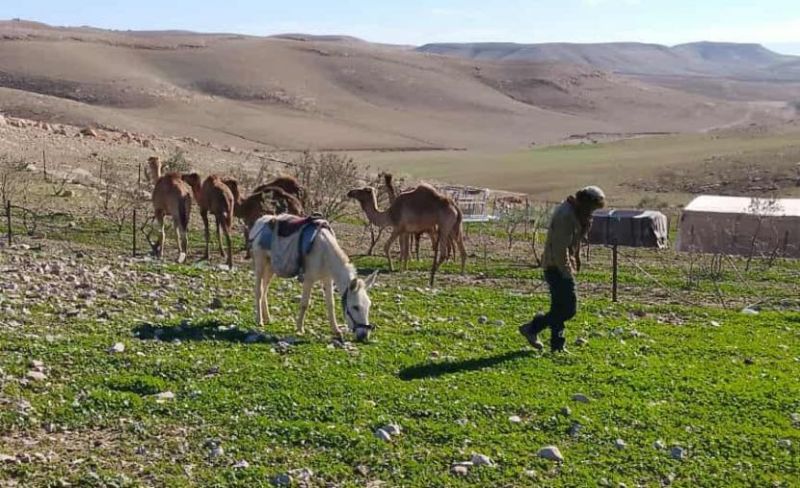 مستوطنون يطلقون مواشيم بأراضٍ شمال الخليل