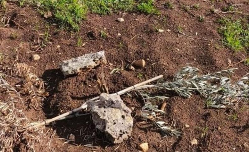 مستوطن يكسر أغصان زيتون لمواشيه في القدس