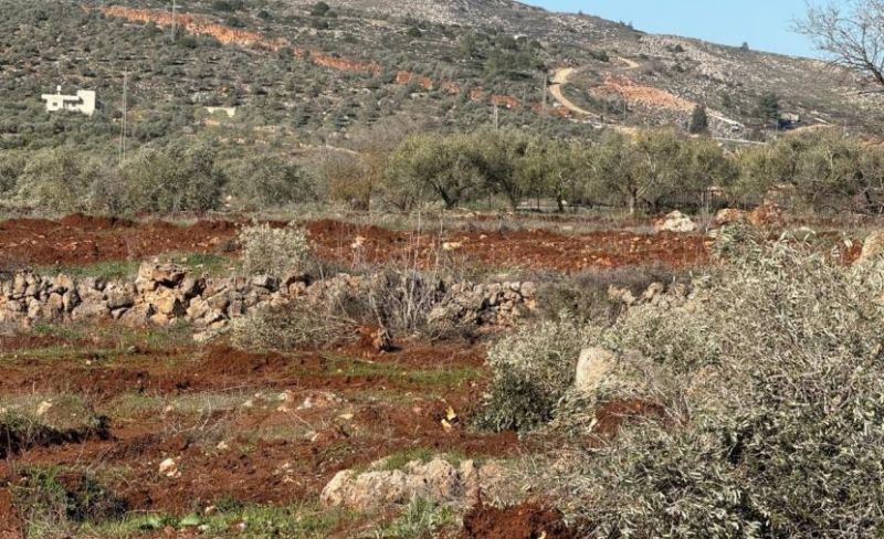مستوطنون يقطعون 1000 شجرة زيتون في ترمسعيا