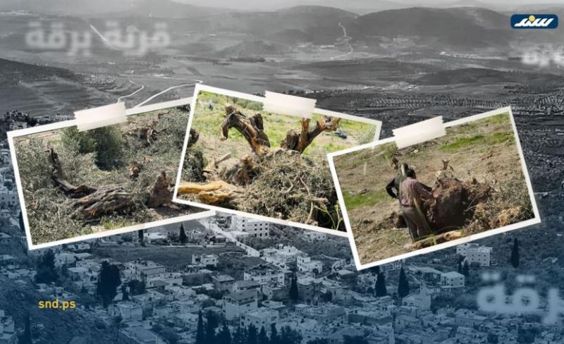 هجمة احتلالية تقتلع الظّل وتجرّف أراضي برقة لحماية المستوطنين