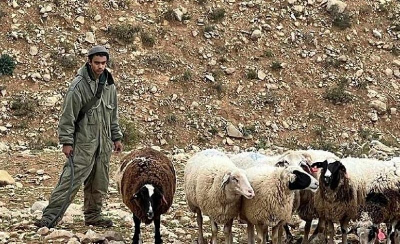 مستوطنون يطلقون مواشيهم في مسافر يطا