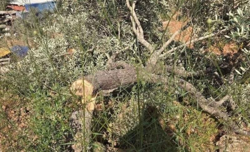 مستوطنون يقطعون 40 شجرة زيتون مثمرة في سلفيت