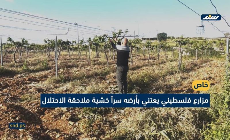 مزارع فلسطيني يعتني بأرضه سراً خشية ملاحقة الاحتلال