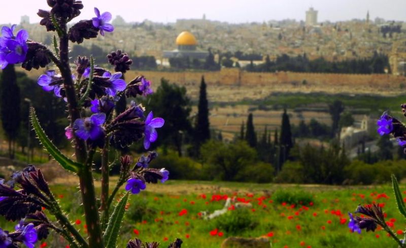 فلسطين تتأثر بكتلة هوائية باردة والدفء يعود تدريجيا