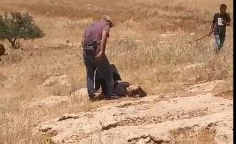 مستوطنون يهاجمون ناشطة أجنبية جنوب الخليل