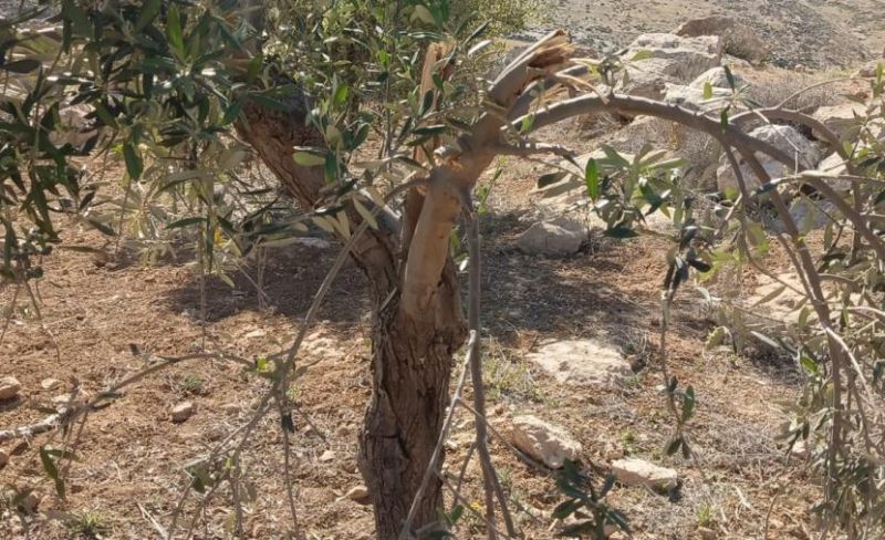 مستوطنون يكسرون أشجار زيتون في مسافر يطا